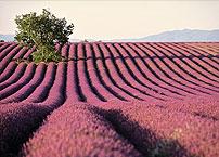 Deluxe Drivers : Provence classics