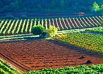 Deluxe Drivers : Olive oil, wine and soap