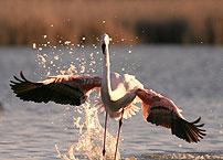 Deluxe Drivers : The Camargue and Arles